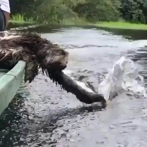 This rescued sloth on a boat is truly fascinated by water