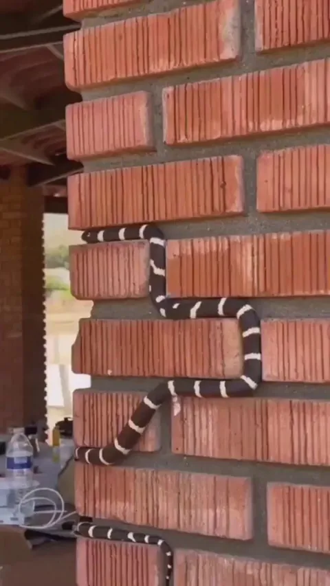 🔥 Snake perfectly tracking mortar lines