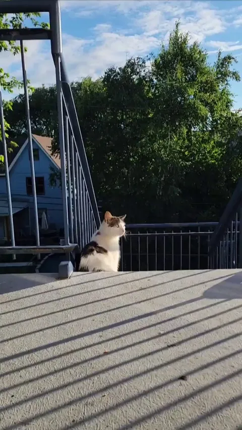 This stray who visits my 4th floor apartment everyday 