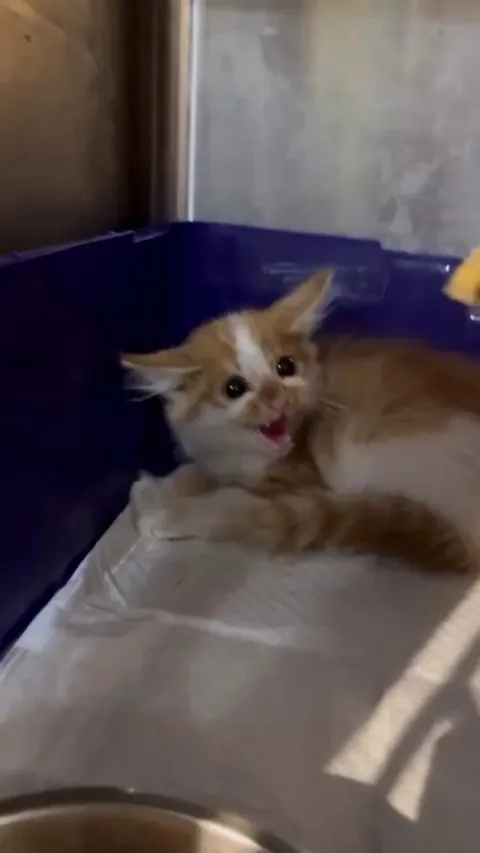 I'm really angry get away from me, Oh! Wait what kind of sorcery is this😂