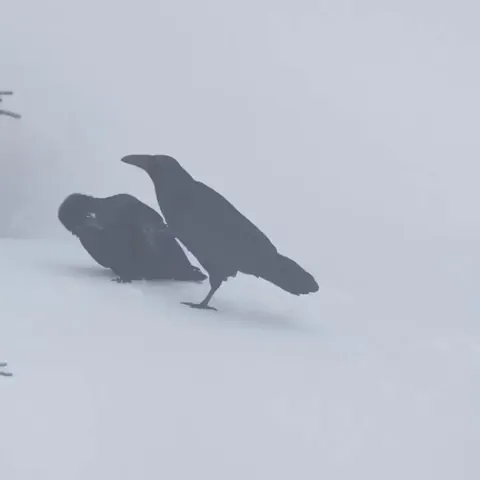 Ravens playing in snow