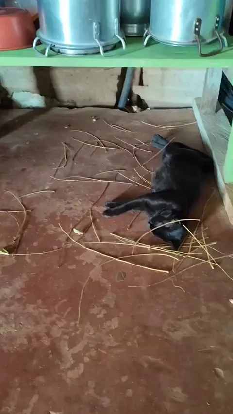 Bird tries to build a nest for a cat friend after discovering she's pregnant