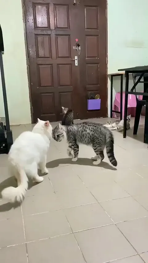 Cat Playing Peacemaker Between Two Cats That Are About To Fight