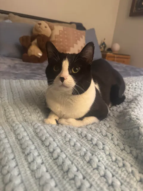 Adopted these boys today 🥰