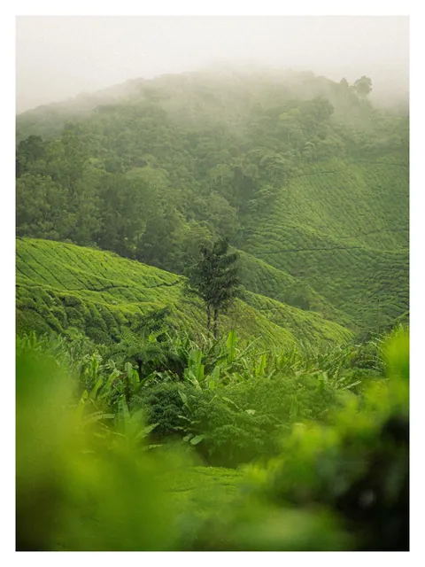 Hiking through Cameron Highlands in Malaysia with local stray dogs.