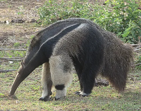🔥 Started the day with spotting a giant anteater