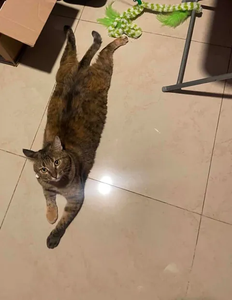 my gf has a cat and from time to time her cat lays on the floor like this, is it normal😂😂?