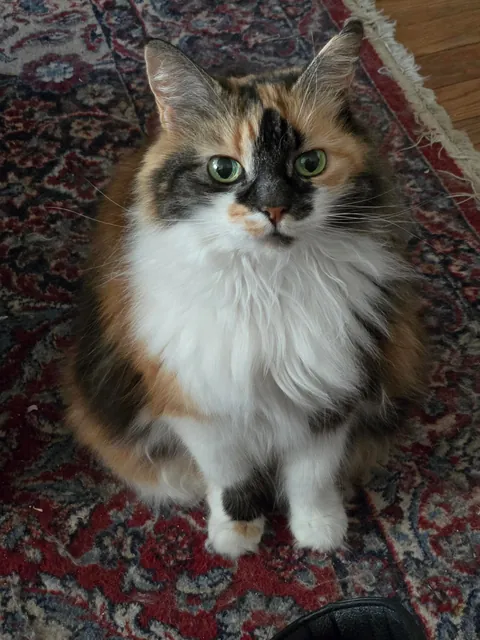 This is Alice, part ragdoll, and sickeningly adorable