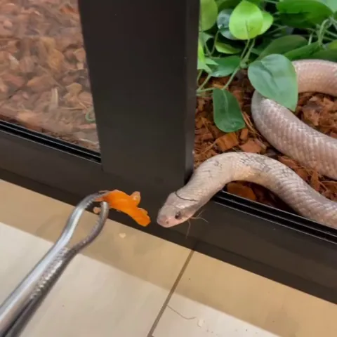 Trying his very best but his best kinda sucks.