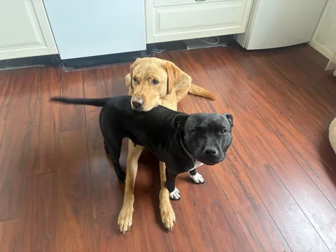 My dogs ended up recreating a picture from two years ago