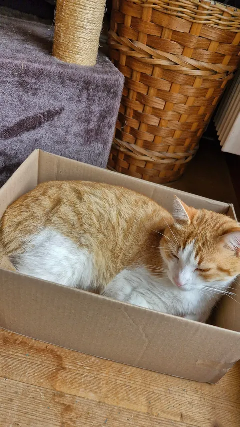 Tribute to my beloved Simba