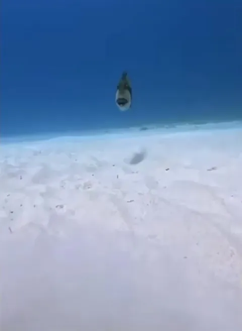 🔥 The Titan Trigger fish