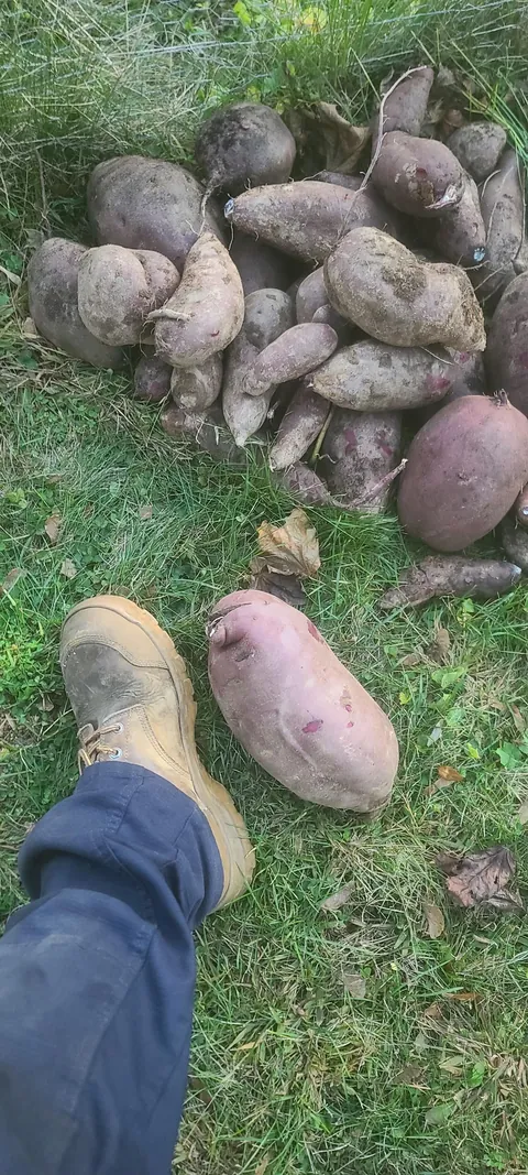 Sweet Potato Harvest!