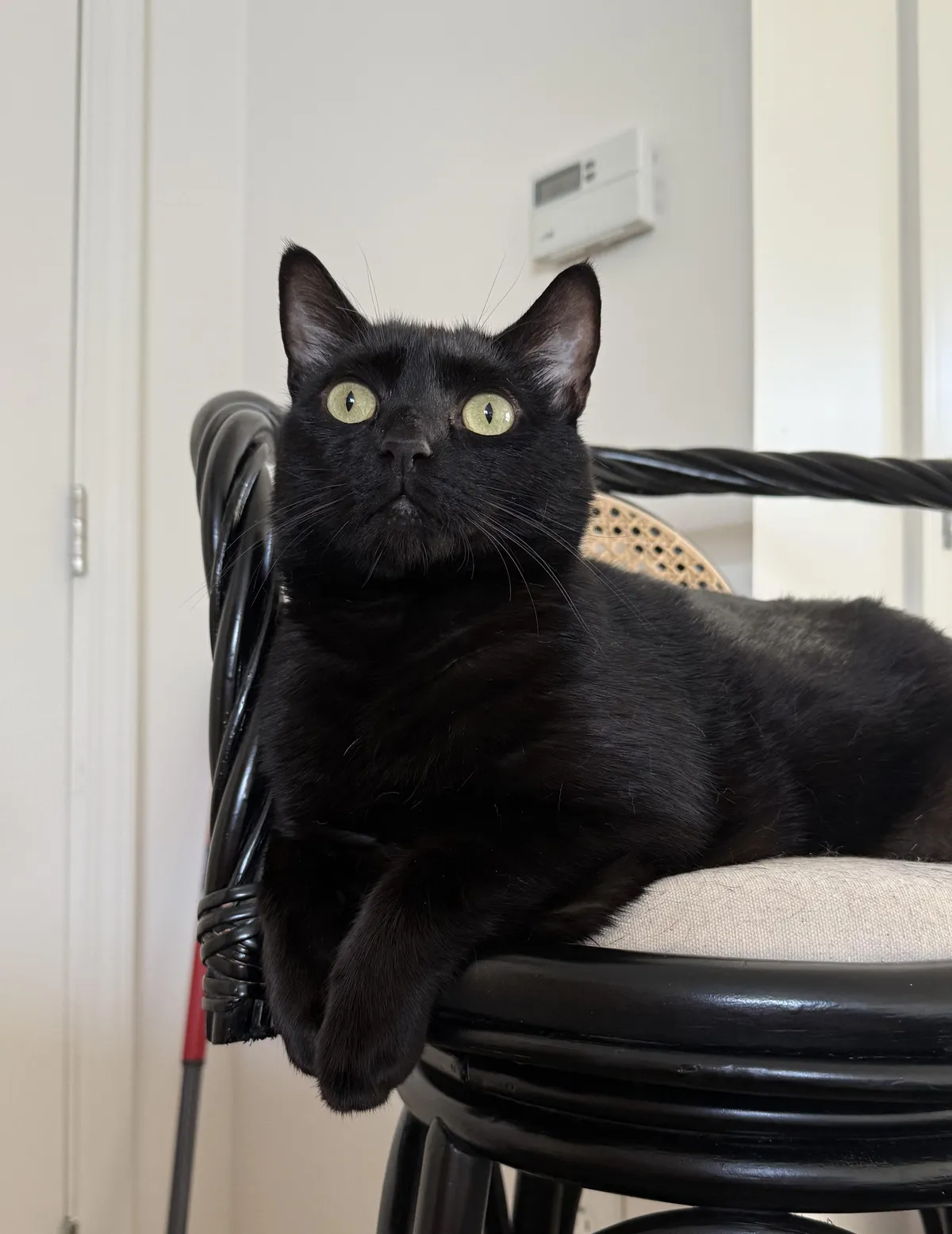 What a distinguished gentleman