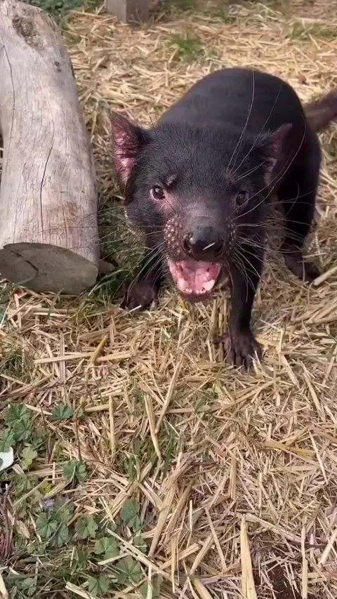 What does the Tasmanian Devil say?