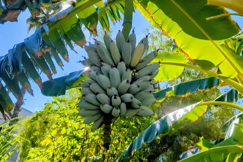 Third harvest of Blue Java bananas fed nothing but green waste | SoCal zone 10a