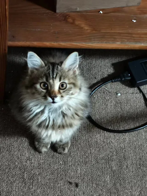 She went from “I’m a predator” to “I’m a carpet.”