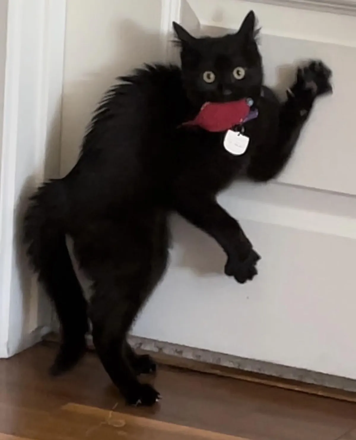 Happy void celebration month from my spooky kitty to yours!