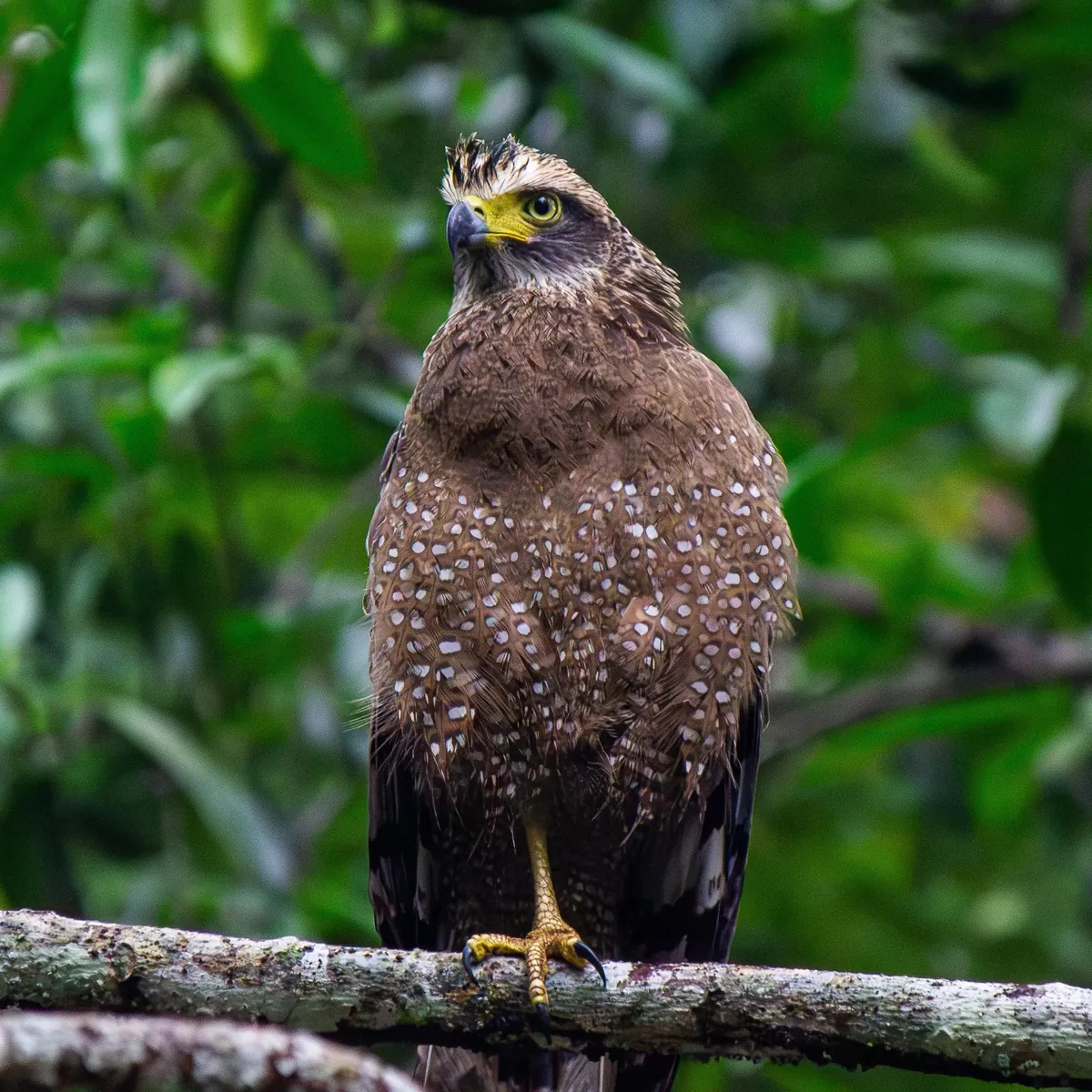 Some Thai wildlife shots from over the last year