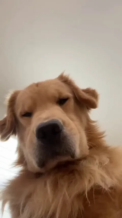 He is thunderbolt 🐶🐶