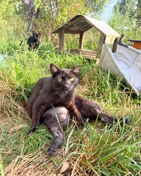 Yolanda is always so happy when I visit her at the cat hospice. Other hospice cats are included