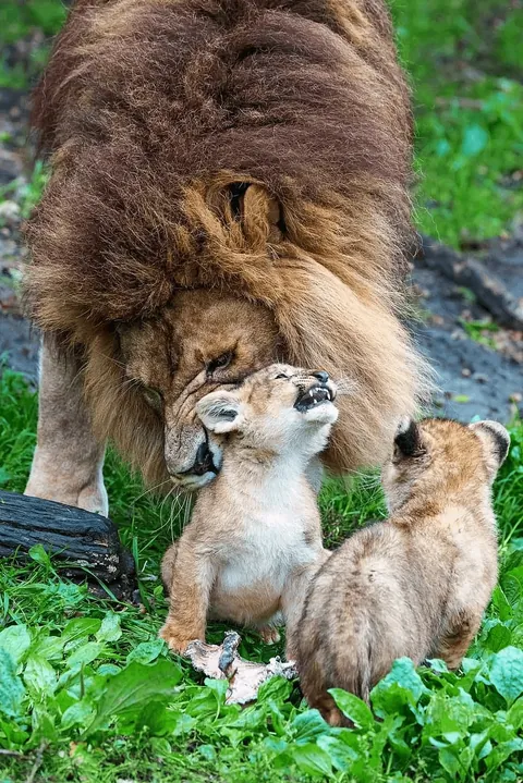 🔥 Lion struggles to look after the cubs while the lioness was recovering from an injury.