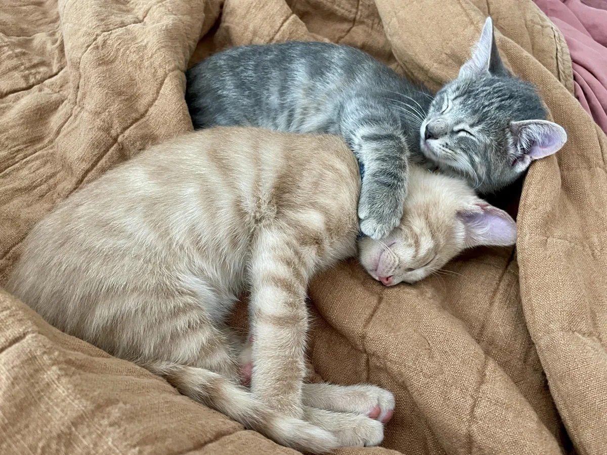 Proof you should adopt litter-mates.