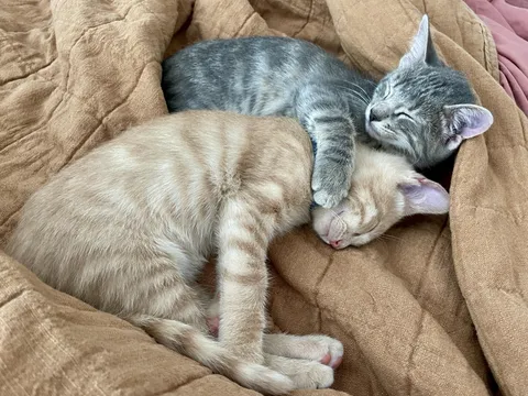 Proof you should adopt litter-mates.