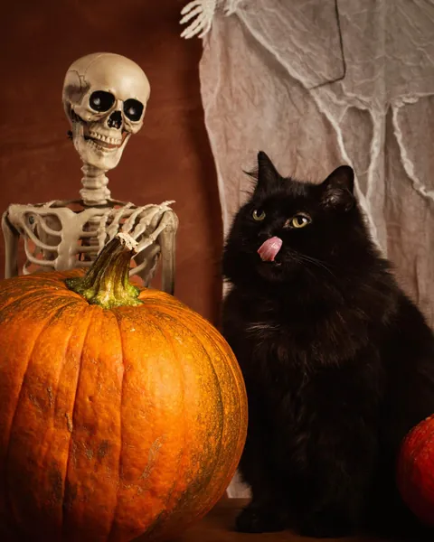 had an halloween photoshoot with 2 of my 3 black floofs (3rd one is shy)
