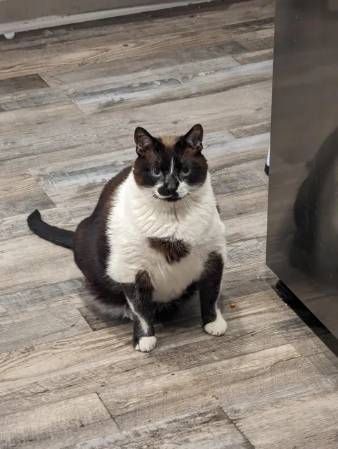 Are you guys able to tell me what he is. I'm pretty sure he's a snowshoe.