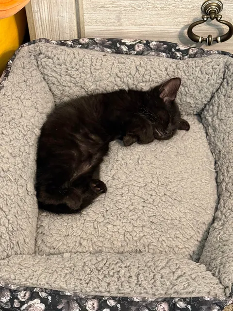 Age does not effect Corner