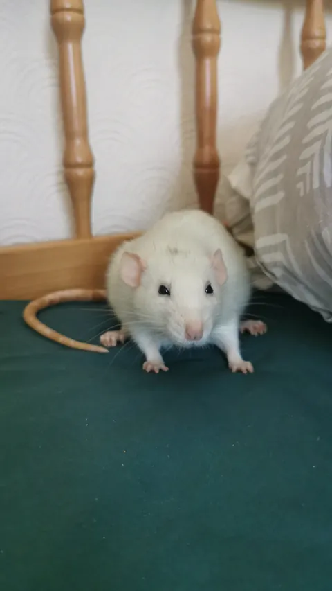 My boy Manki turned from black to white (ignore his big feet)