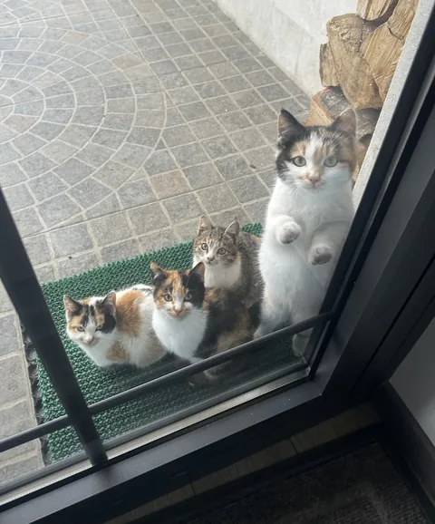 The neighborhood cat gang that lives outside my dad’s house in Armenia