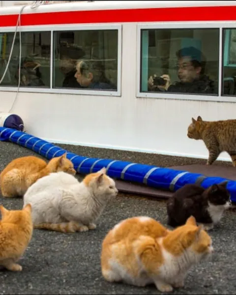 Cat island in japan, give it a scroll!