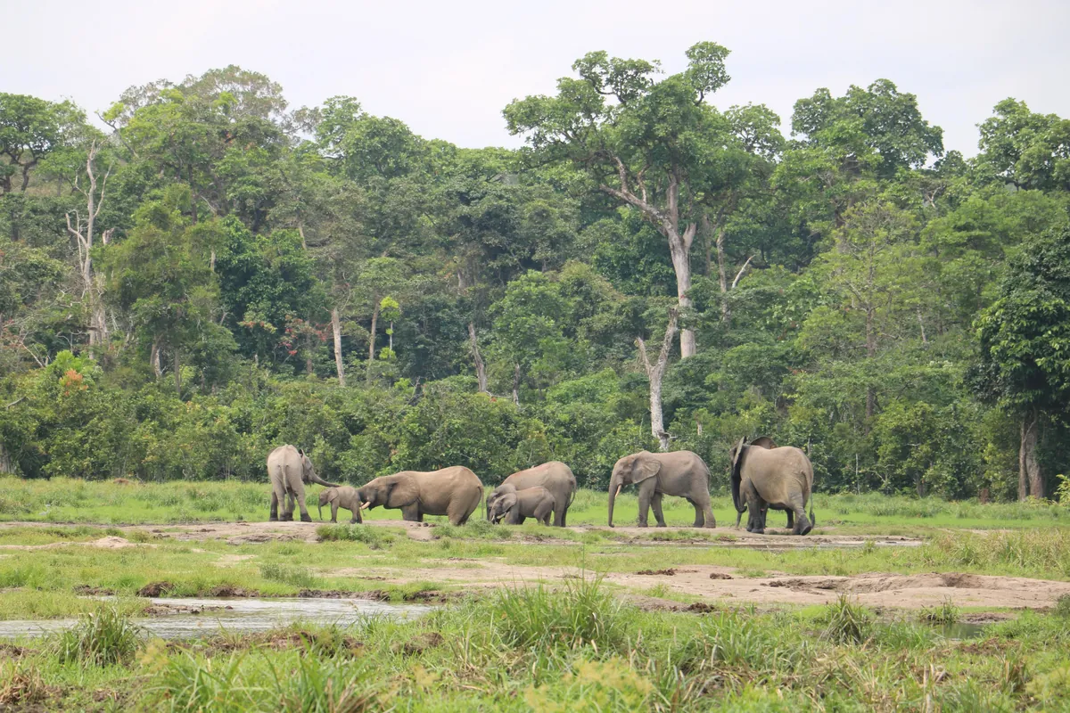 Central African Republic (CAR)