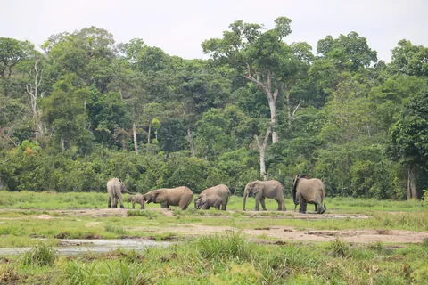 Central African Republic (CAR)