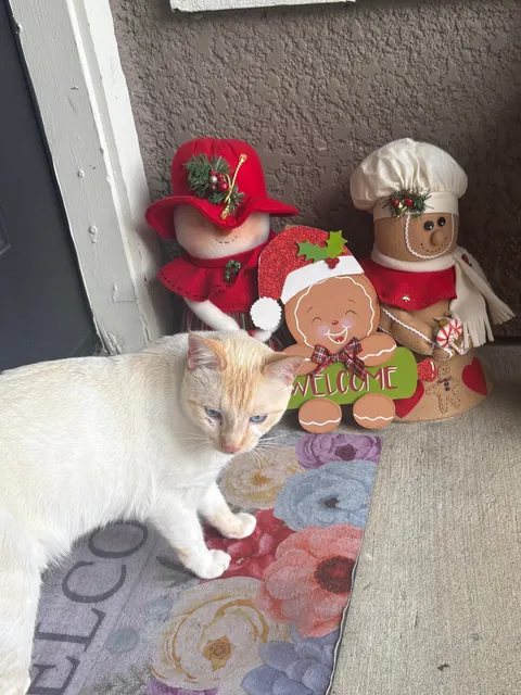 A beautiful boy followed me home today ❤️