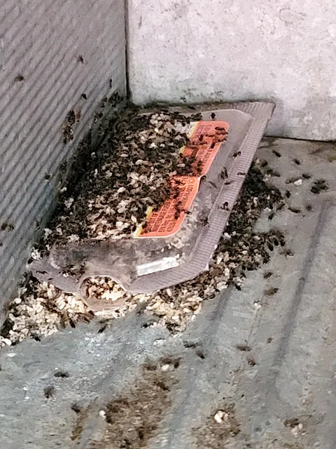 Ants are making a nest with their eggs INSIDE last year's ant bait (poison)