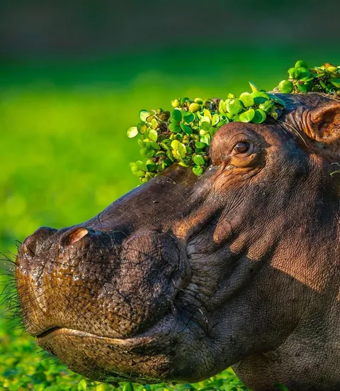 🔥 The Nikon Comedy Wildlife Awards 2024