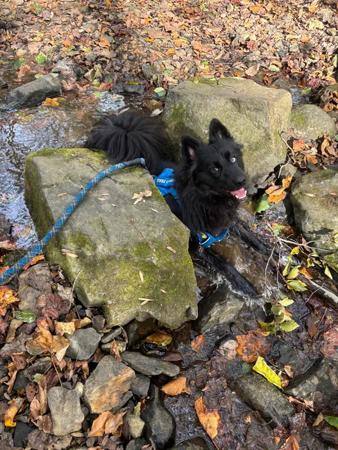 Dog insists on wedging himself between this specific tight rock passage every time we hike here. Thoughts??
