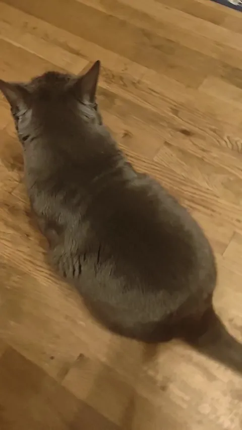 Why does my cat love getting smacked?