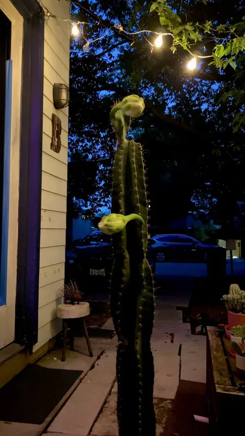 A 12 hr time lapse of my night blooming Peruvian Apple Cactus’ first flowers