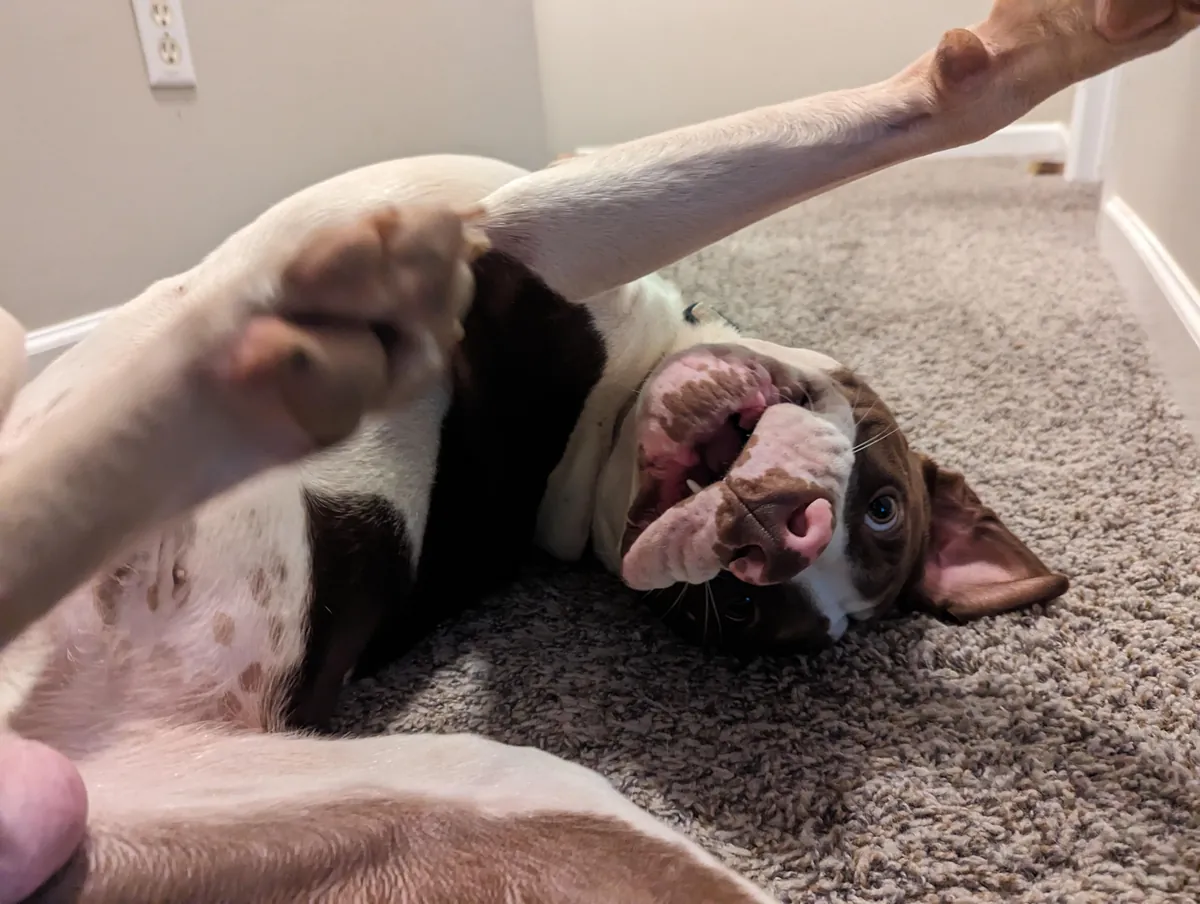 Since everyone loved him so much as a puppy, here he is at least a little grown up