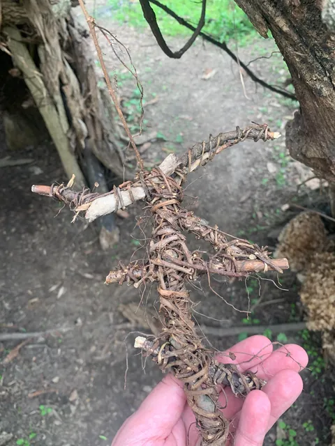 Found a Witch’s hut in the woods near my house