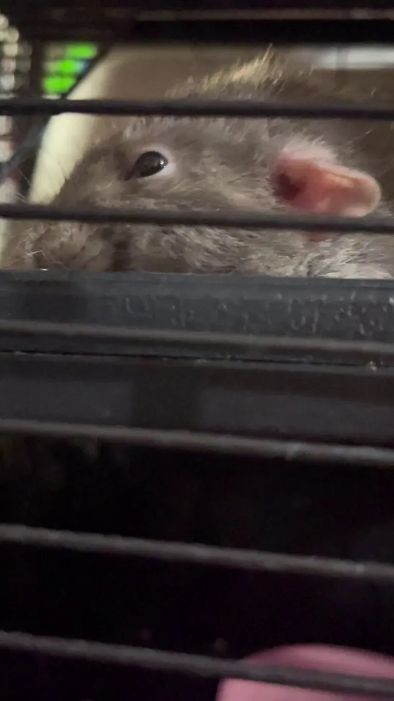 Is there something wrong with my rat?  Does my singing hurt his ears?