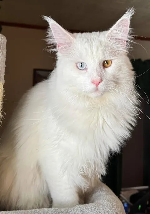 Big guys need big cats 🤣