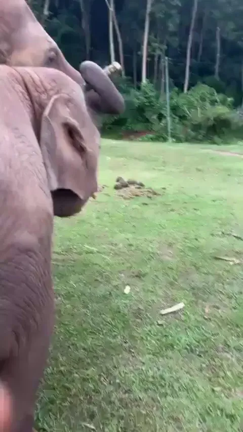 Mama elephant shares sugarcane with her kid