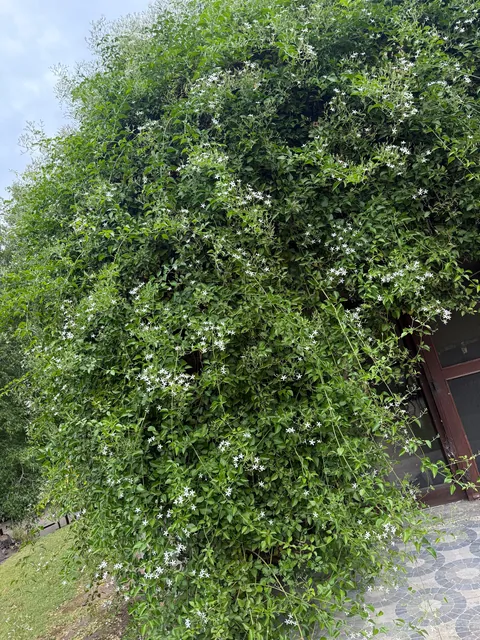 Look at my Star Jasmine! Wow! She’s thriving!