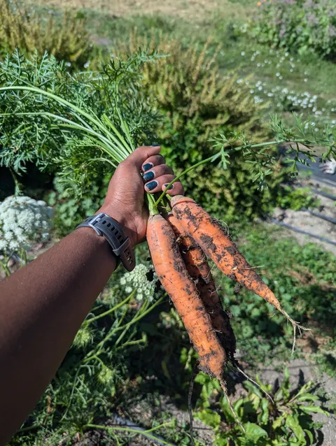 My first ever carrots harvest 