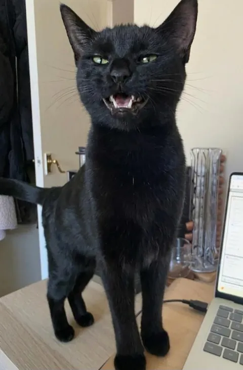 Swipe for a smile from Fifi🖤